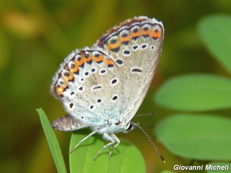 Plebejus....?